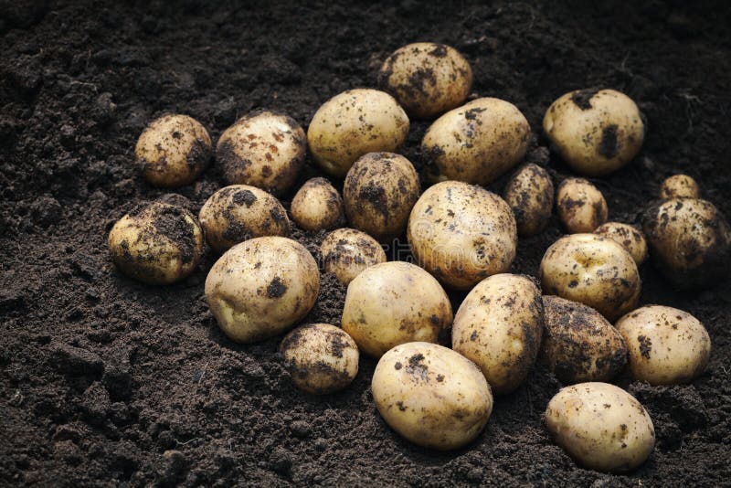 Mucchio della patata fresca sulla terra Prodotti di agricoltura biologica fotografia stock Mucchio della patata fresca sulla terra Prodotti di agricoltura biologica fotografia stock
