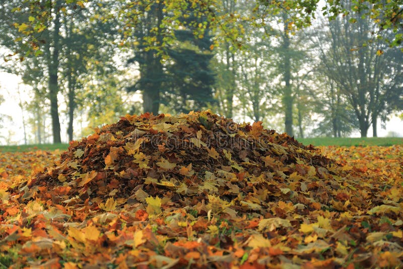Mucchio delle foglie cadute in parco nella mattina di autunno