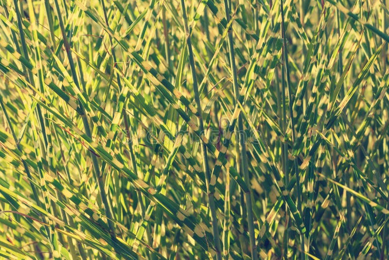Mucchio di alta erba immagine stock libera da diritti Mucchio di alta erba immagine stock libera da diritti