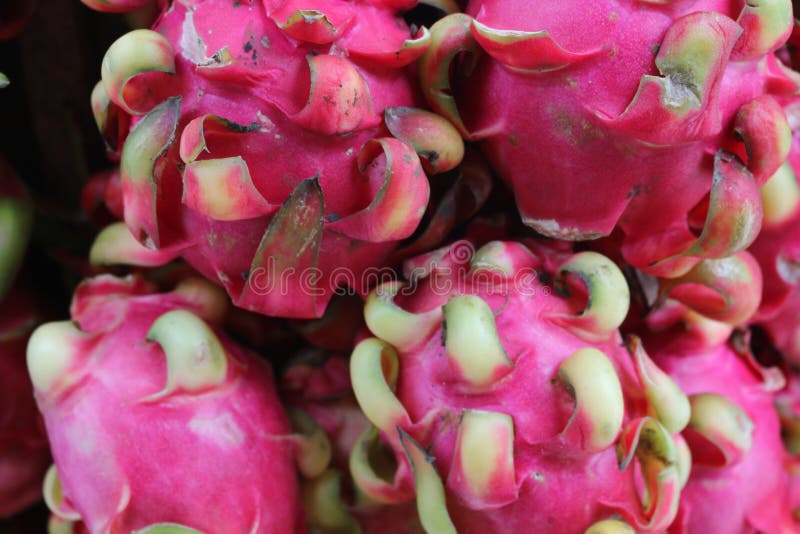 Mucchio di draghi rossi rosa pitaya buah naga fotografia stock libera da diritti