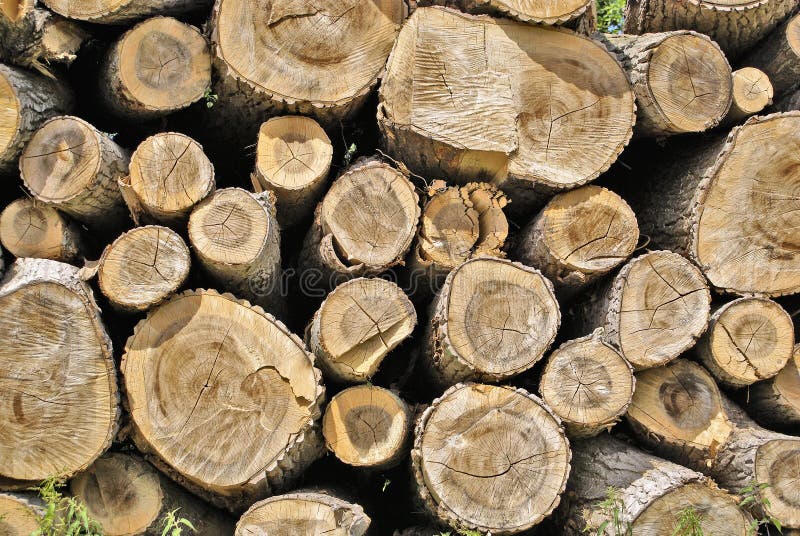 Mucchio di legno Mucchio di legno