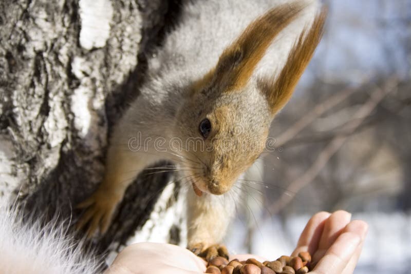 So much appetizing nuts!