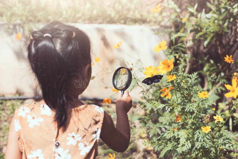 Asian little child girl using magnifying glass watching beautiful butterfly in flower field. Asian little child girl using magnifying glass watching beautiful butterfly in flower field