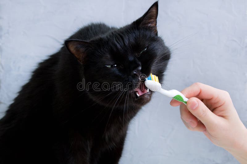 Caucasian girl brushing black cat teeth with a toothbrush. Close-up. Caucasian girl brushing black cat teeth with a toothbrush. Close-up