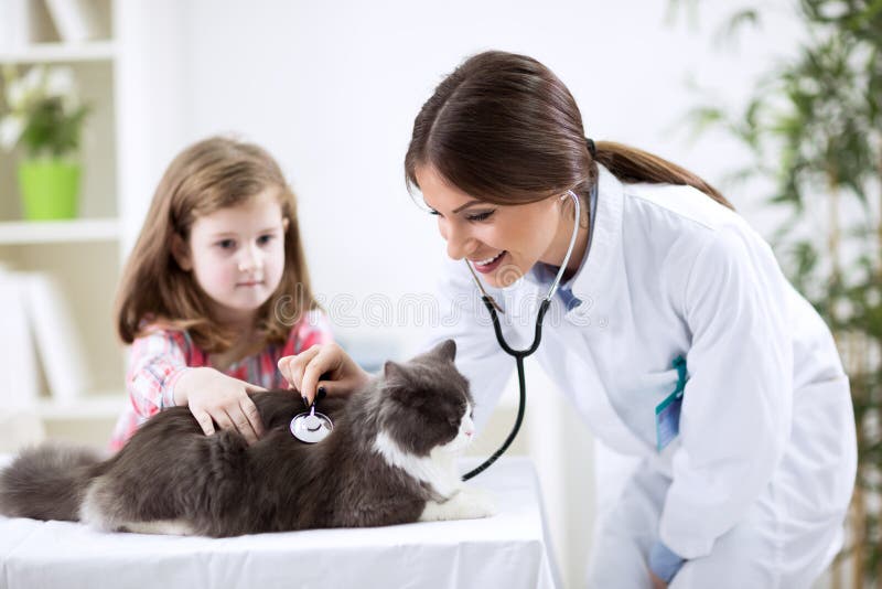 Girl at the veterinary with her cat, healthcare. Girl at the veterinary with her cat, healthcare