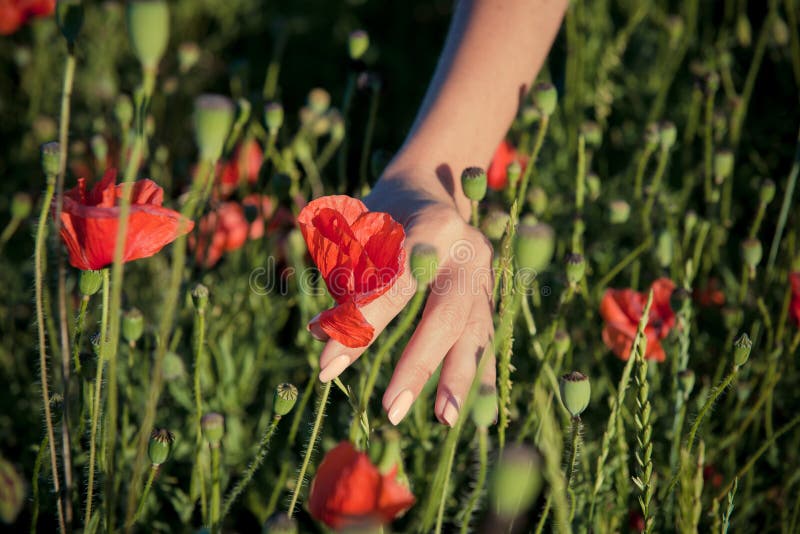 Muchacha en Poppy Field imágenes de archivo libres de regalías Muchacha en Poppy Field imágenes de archivo libres de regalías