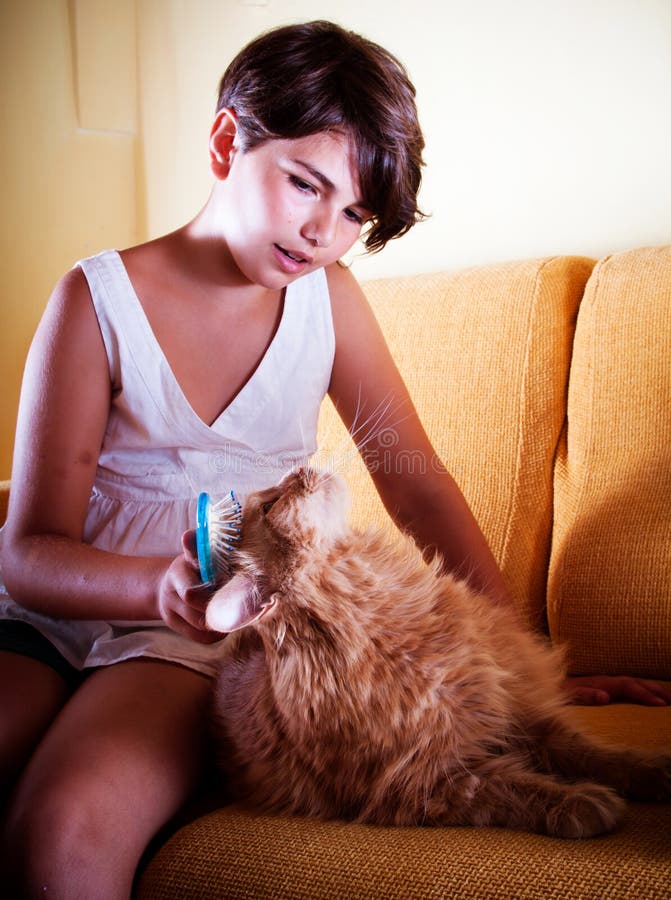 A long-haired ginger cat being groomed by her young friend. Focus on the cat. A long-haired ginger cat being groomed by her young friend. Focus on the cat.