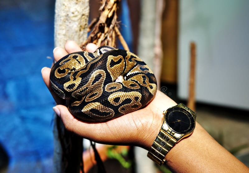 Muchacha que sostiene una serpiente real de Python de la bola en su mano foto de archivo libre de regalías Muchacha que sostiene una serpiente real de Python de la bola en su mano foto de archivo libre de regalías