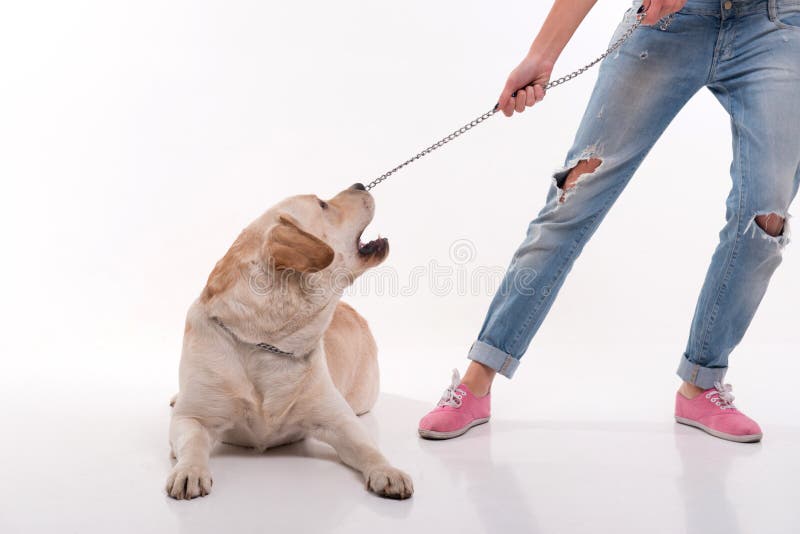 Muchacha rubia hermosa con el labrador retriever imagen de archivo Muchacha rubia hermosa con el labrador retriever imagen de archivo