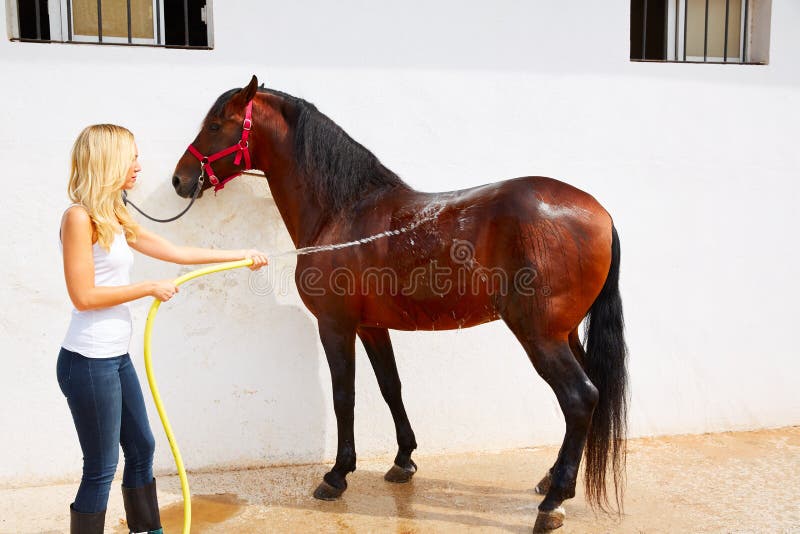 Muchacha rubia que limpia el caballo marrón con agua de la manguera fotografía de archivo Muchacha rubia que limpia el caballo marrón con agua de la manguera fotografía de archivo