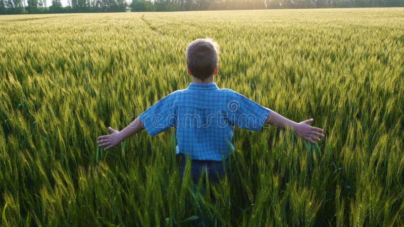 Muchacho que camina en campo de trigo verde y que toca los oídos