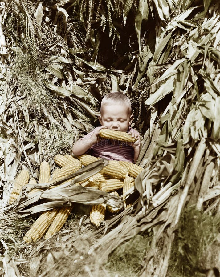 Boy eating a corn cob in a corn field (All persons depicted are no longer living and no estate exists. Supplier grants that there will be no model release issues.). Boy eating a corn cob in a corn field (All persons depicted are no longer living and no estate exists. Supplier grants that there will be no model release issues.)