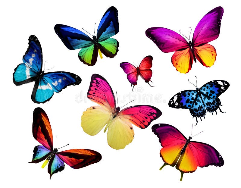 Muchas diversas mariposas imagenes de archivo Muchas diversas mariposas imagenes de archivo