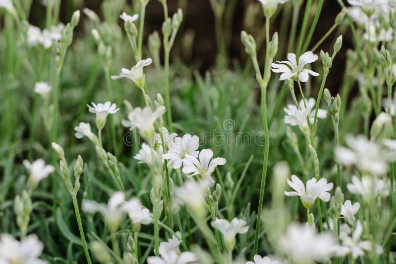 Muchas Flores Blancas Pequeñas. Fondo Con Flores Pequeñas. Arbusto Con
