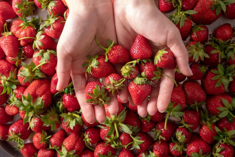 Muchas fresas frescas sanas en las manos de la mujer, foco en la fresa Visión superior foto de archivo Muchas fresas frescas sanas en las manos de la mujer, foco en la fresa Visión superior foto de archivo