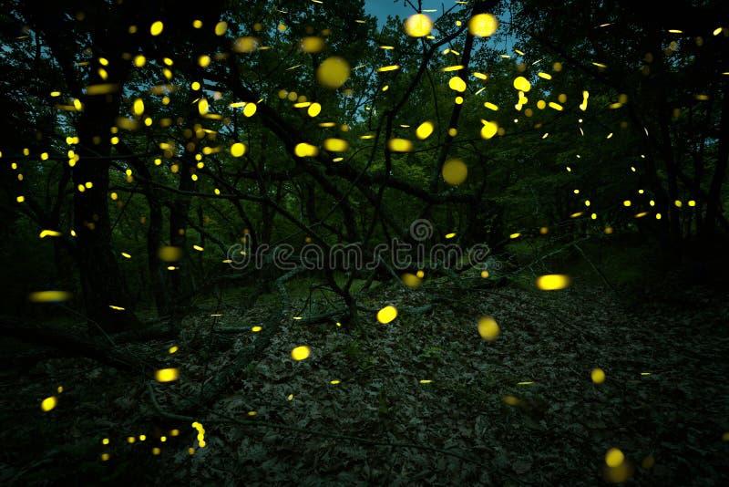 Muchas luciérnagas en el verano en el bosque de hadas fotografía de archivo Muchas luciérnagas en el verano en el bosque de hadas fotografía de archivo