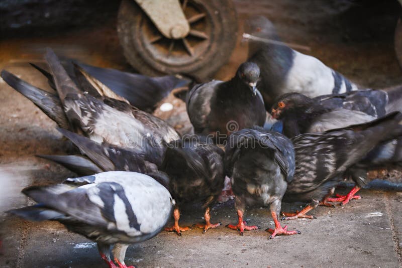 Muchas palomas borrosas con los pies rojos peleando por comida en la acera cerca de la rueda de contenedores de basura sucia imagen de archivo