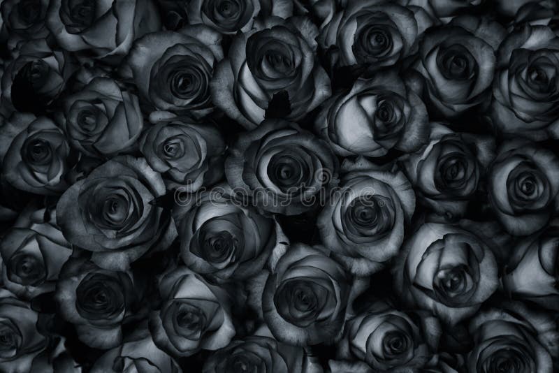 Muchas Rosas Negras Son Una Visión Superior. Fondo De Estilo Vintage Imagen  de archivo - Imagen de negro, flores: 174470811