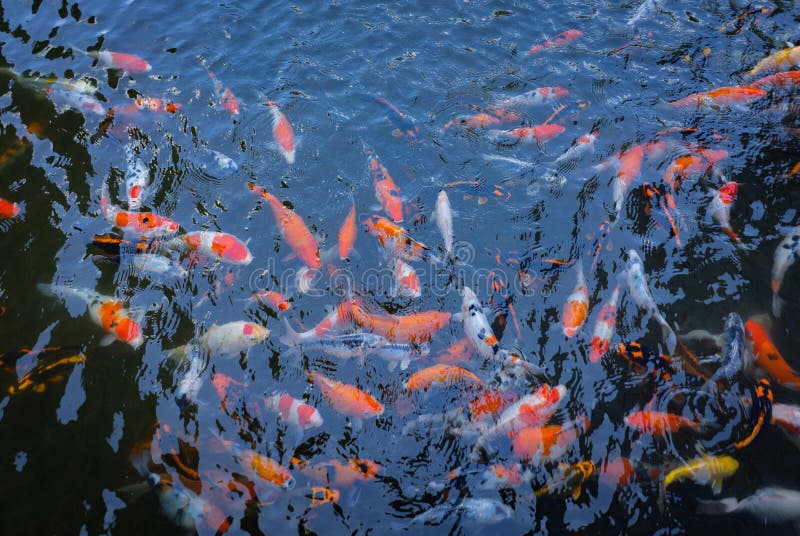 Mucho color de Koi Fish en la charca del lago Concepto de prosperidad, de fortuna y de buena suerte foto de archivo Mucho color de Koi Fish en la charca del lago Concepto de prosperidad, de fortuna y de buena suerte foto de archivo