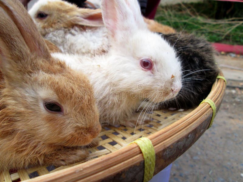 Mucho Conejos Para La Venta Foto de archivo Imagen de lindo, angora