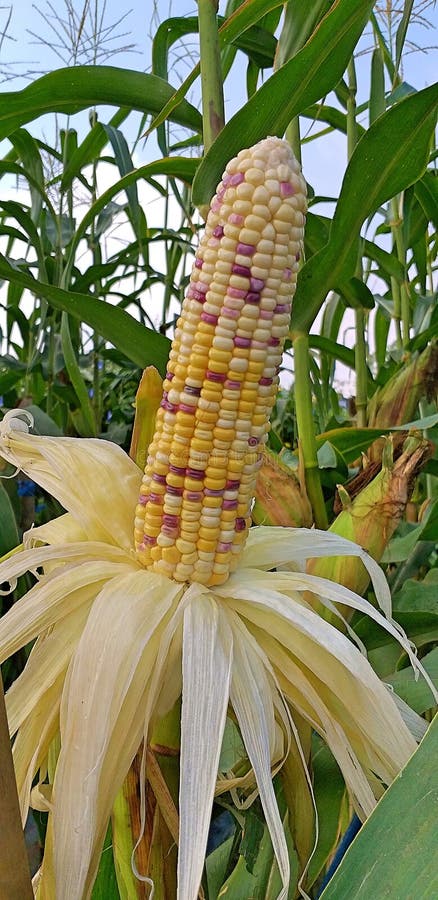 Muchos campos de maíz El maíz multicolor es maíz amarillo, violeta y tricolor imagenes de archivo Muchos campos de maíz El maíz multicolor es maíz amarillo, violeta y tricolor imagenes de archivo