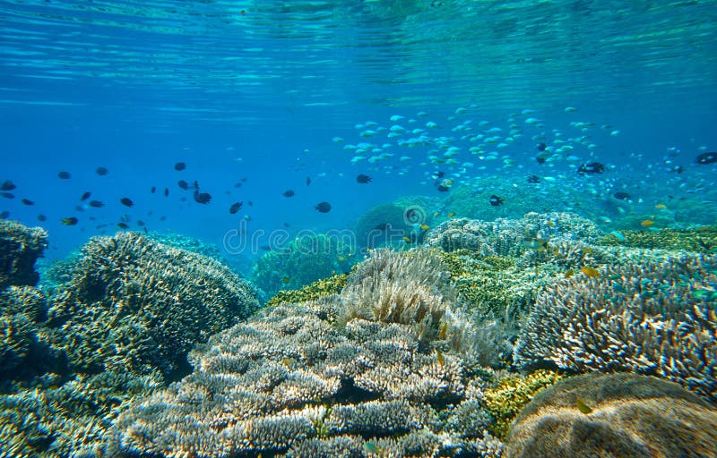 Muchos pequeños pescados vibrantes sobre un arrecife de coral hermoso fotos de archivo Muchos pequeños pescados vibrantes sobre un arrecife de coral hermoso fotos de archivo
