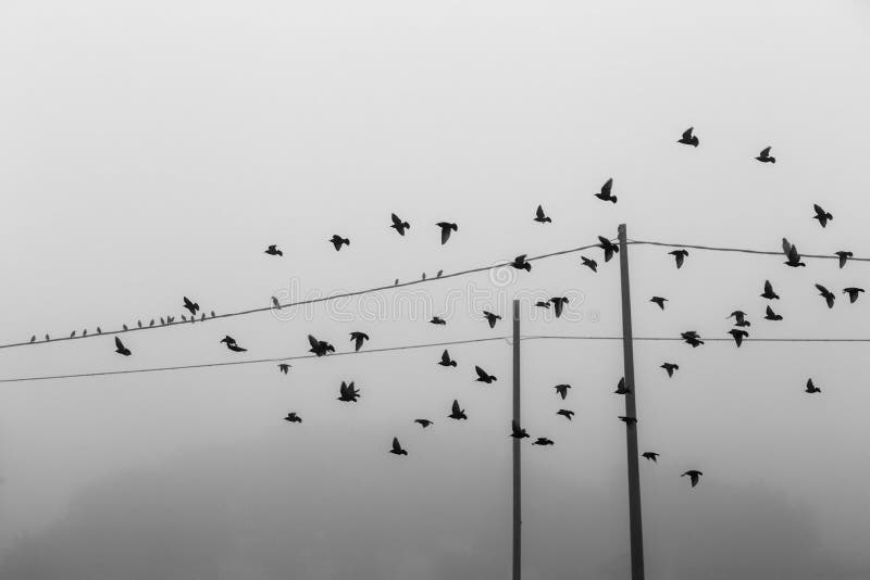 Muchos pájaros que vuelan cerca de líneas eléctricas en la niebla foto de archivo libre de regalías Muchos pájaros que vuelan cerca de líneas eléctricas en la niebla foto de archivo libre de regalías