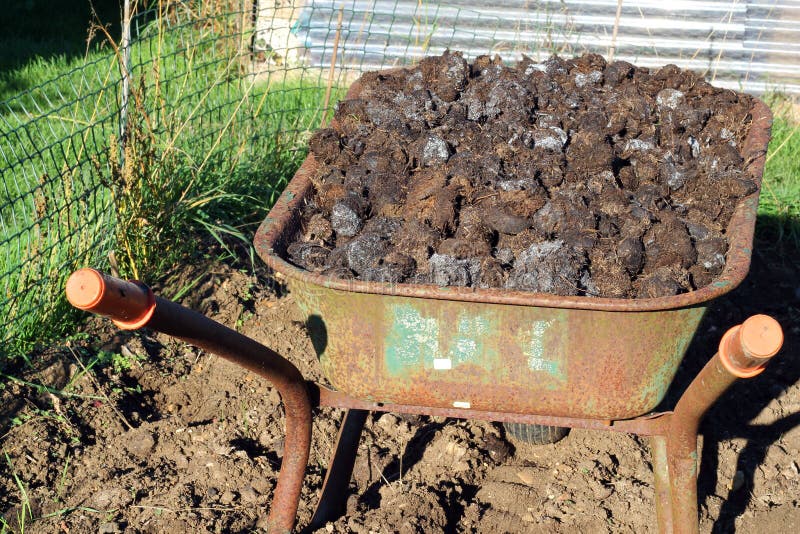 Muck Or Manure In A Wheelbarrow. Royalty Free Stock Photography Image