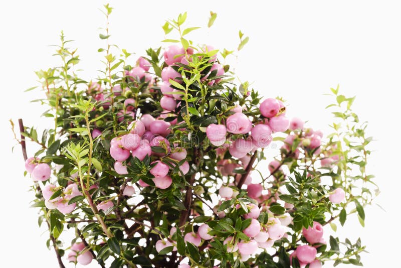 Pernettia mucronata rosa fotos de stock