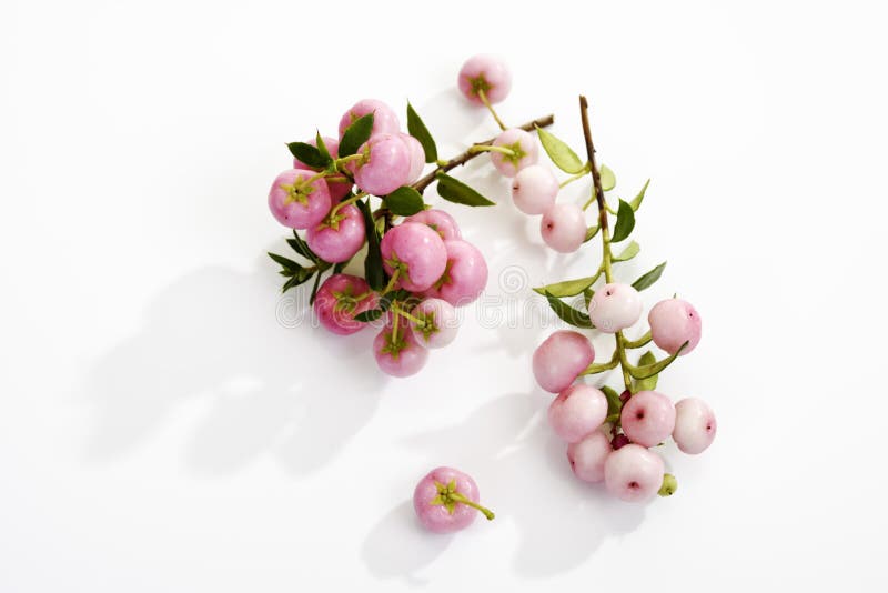 Pernettya mucronata imagem de stock royalty free