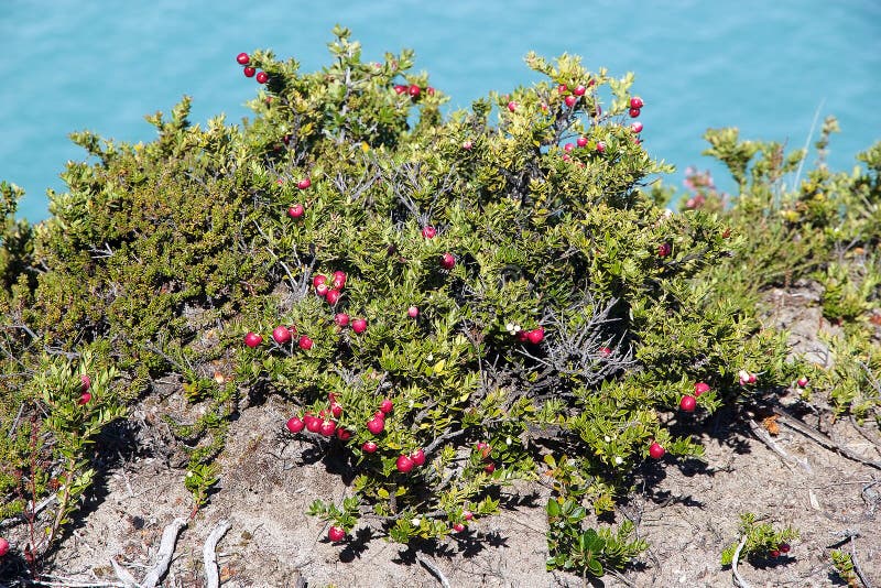 Pernettya mucronata na Patagônia, Argentina fotos de stock royalty free