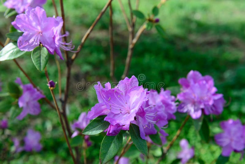 Mucronulatum de rhododendron photographie stock libre de droits Mucronulatum de rhododendron photographie stock libre de droits