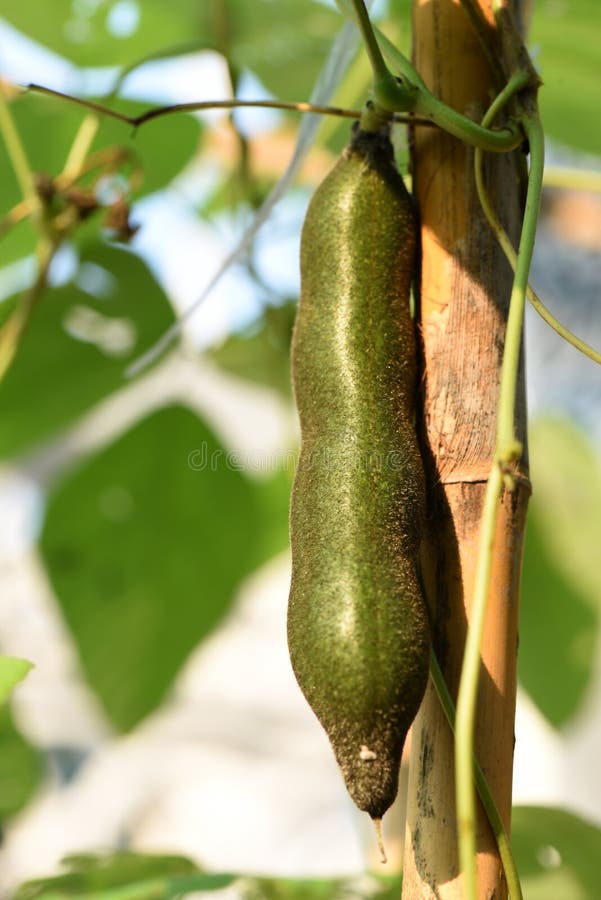 Mucuna Pruriens, Fruit on Tree and Growthing in the Garden. Stock Image - Image of extract, growth: 189225239 Mucuna Pruriens, Fruit on Tree and Growthing in the Garden. Stock Image - Image of extract, growth: 189225239