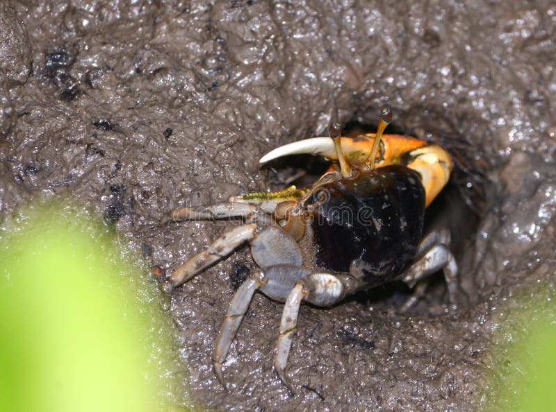 Mud crab in mangroves at entrance to it`s hole.