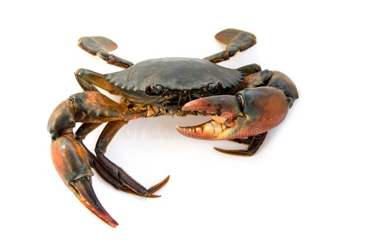 Large Claw of Live Mud Crab Stock Image - Image of creature, background ...