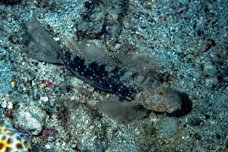 Mudreef Goby Exyrias Belissimus Stock Photo Image of fish, diving 264941326
