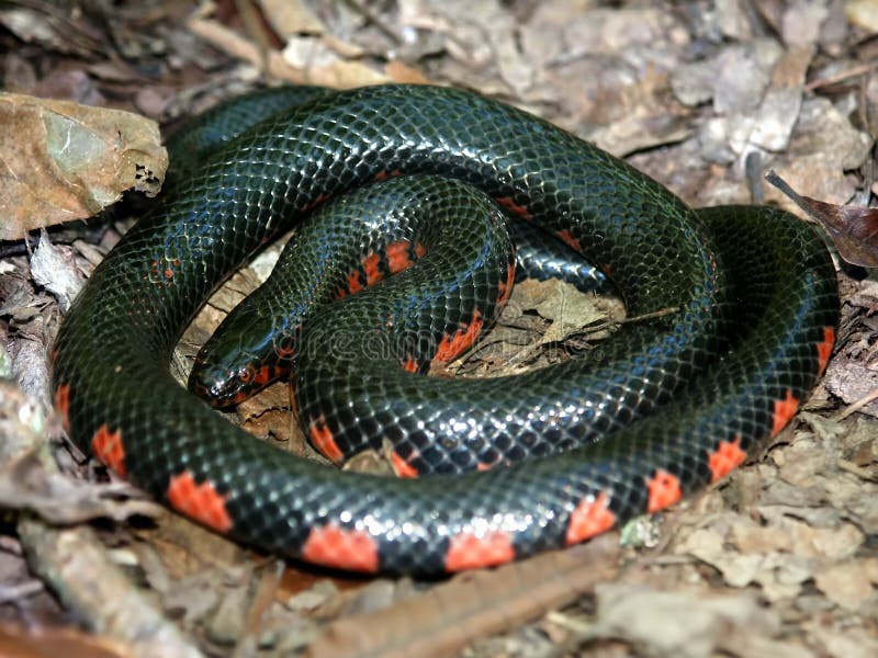 Mud Snake (farancia abacura) Illinois stock image