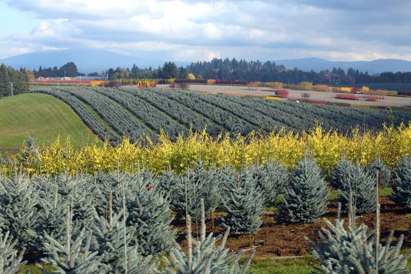 Mudanças sazonais em uma exploração agrícola de árvore Oregon.