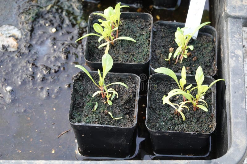 chard seedlings in pots. young chard plants growing in seedbeds in vegetable garden. chard seedlings in pots. young chard plants growing in seedbeds in vegetable garden