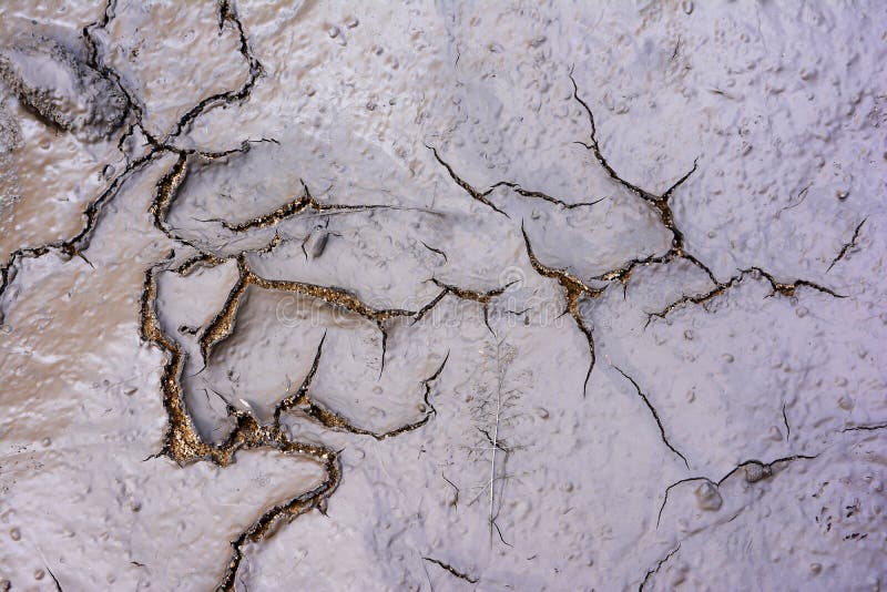 Muddy cracked texture background. Muddy cracked surface texture