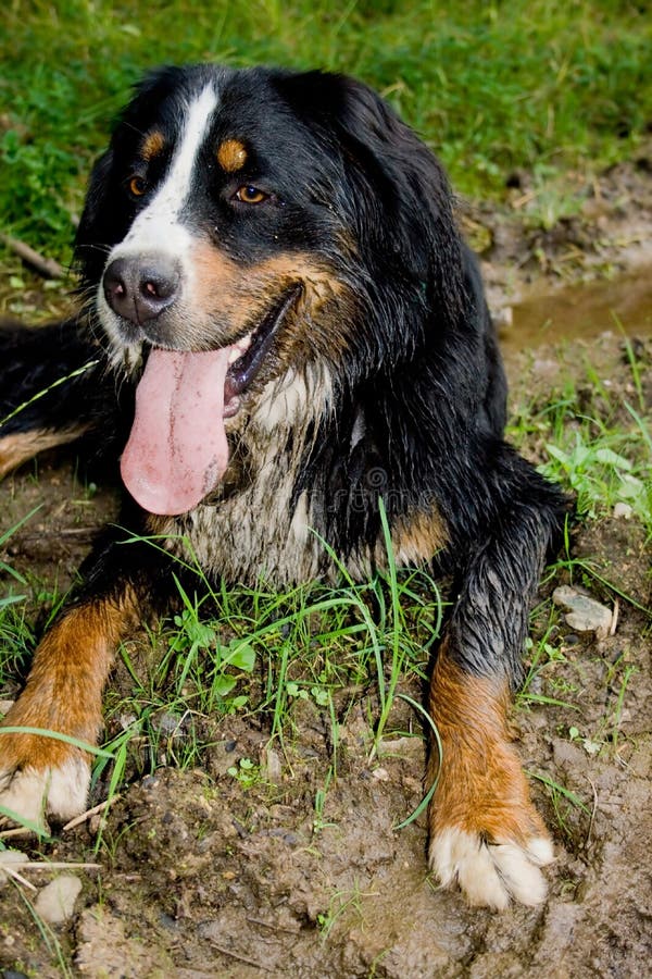 Muddy dog