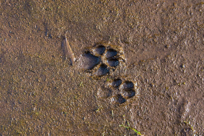 166 Dirty Paw Prints Stock Photos Free & RoyaltyFree Stock Photos