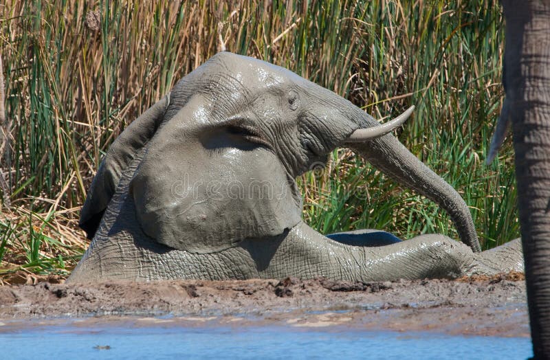 Muddy elephant swimming