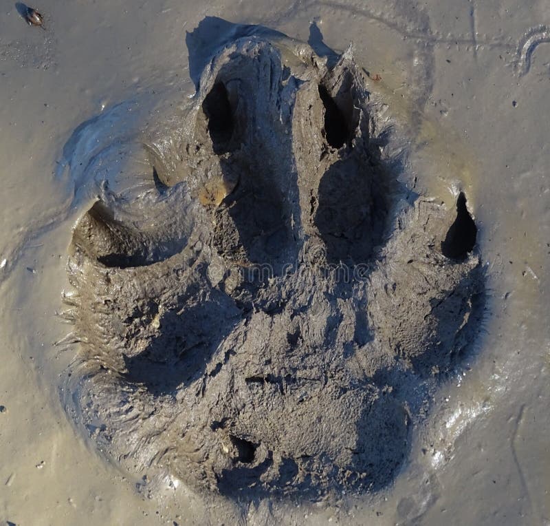 Muddy Paws! stock image. Image of print, paws, footprint 72108795