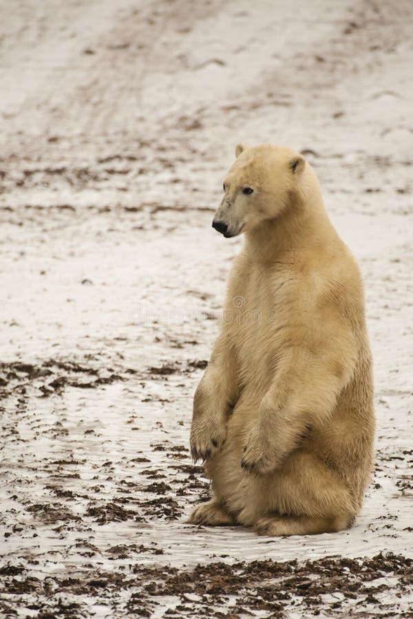 Muddy Polar Bear Sitting Erect