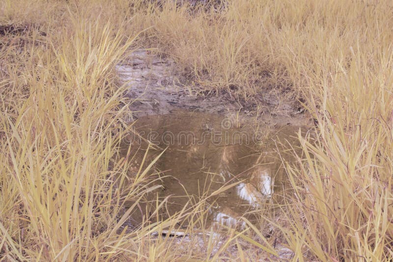 The Muddy Pool of Water Stagnant on the Pathway Stock Photo Image of