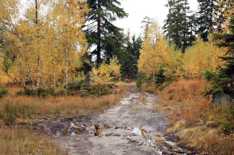 Muddy way in the autumn forest.