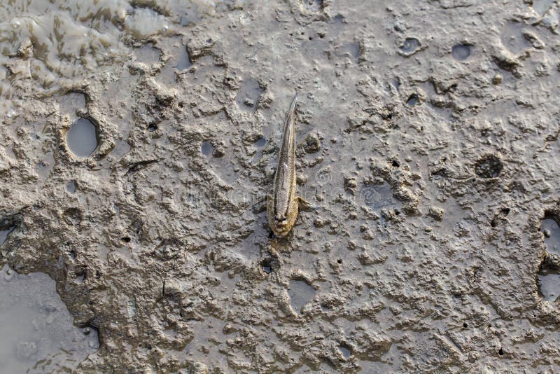 Mudskipper living on mudflats