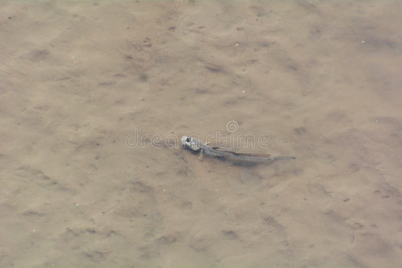 Mudskipper on sand stock photo. Image of nature, camouflage 70943704
