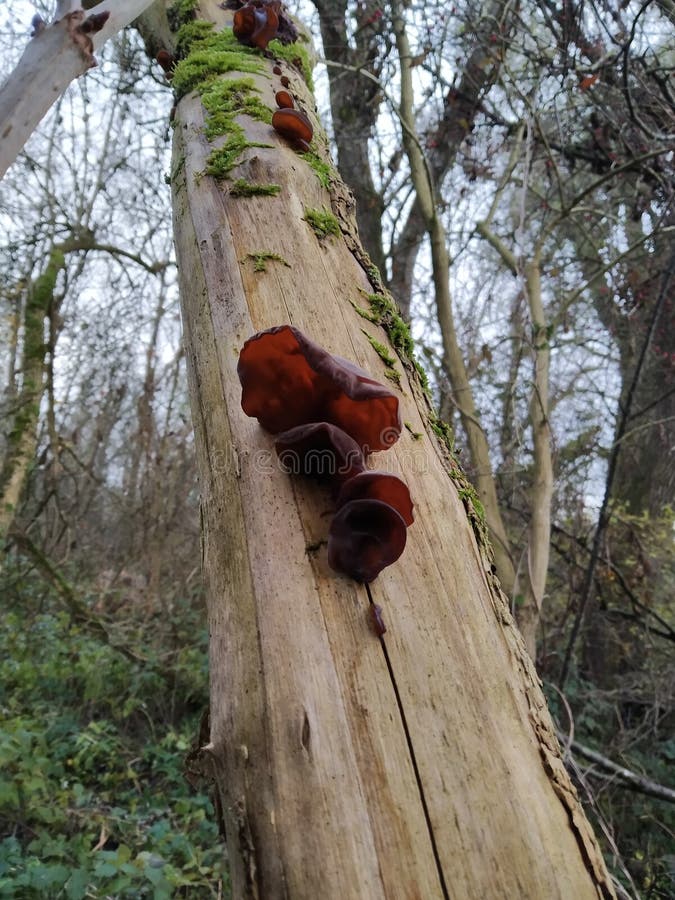 Muer Judasohr cogumelo pilz imagens de stock royalty free
